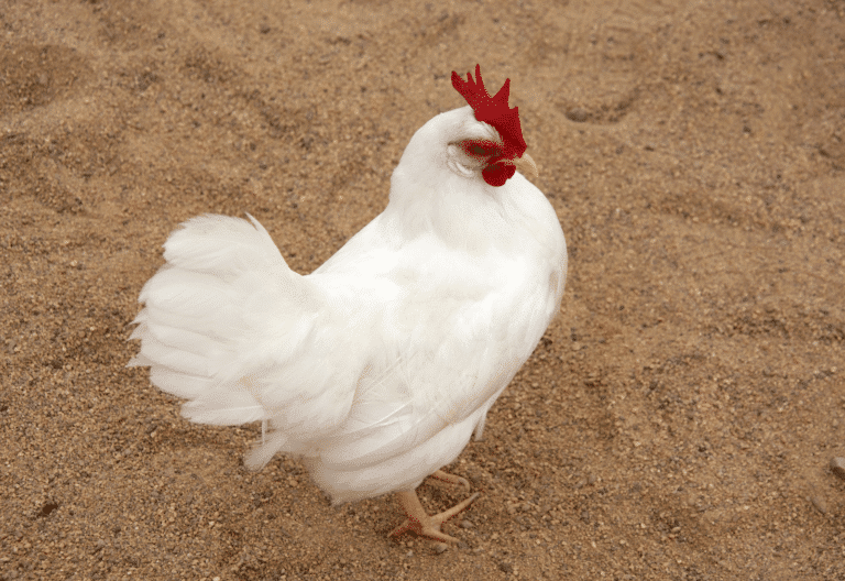 20 Best Laying Chickens The Ultimate Guide